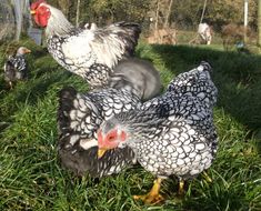 three chickens standing in the grass next to each other