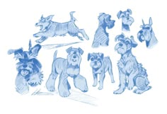 sketches of dogs in various poses on a white background