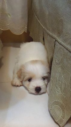 a small white dog is laying on the floor