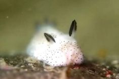 a close up of a small white animal with black dots on it's face