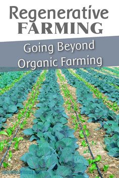 the cover of regenerative farming going beyond organic farming, with an image of cabbages growing in rows