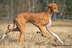 a brown and white dog is running through the grass with trees in the back ground