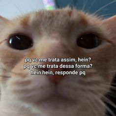 a close up of a cat's face with the caption in spanish