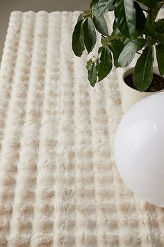 a potted plant sitting on top of a white rug