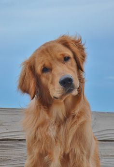 a brown dog sitting on top of a wooden floor next to a blue and white sky