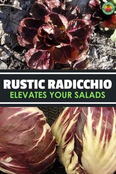 some red and white lettuce on the ground with text that reads rustic radicchioo elevates your salads