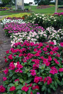 many pink and white flowers in a garden