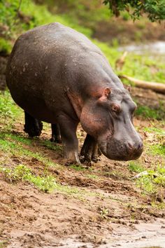 a hippopotamus is standing in the mud