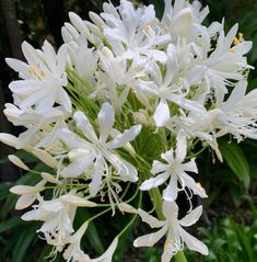 the white flowers are blooming in the garden