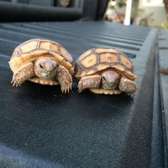 two small turtles sitting on top of a black table next to each other in front of a window