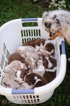 there are many puppies in the basket together