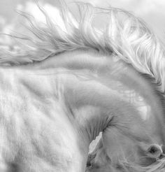 black and white photograph of a horse's head with long hair blowing in the wind