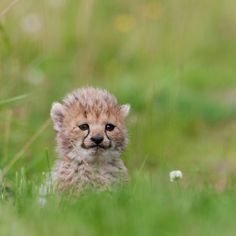 a small cheetah cub is sitting in the grass and looking at the camera