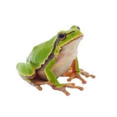 a green frog sitting on top of a white surface