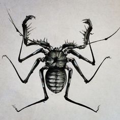 a drawing of a bug with long legs