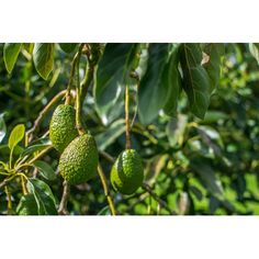 some green fruit hanging from a tree with leaves