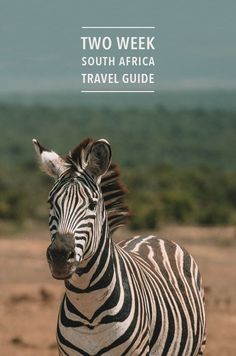 a zebra standing on top of a dirt field next to a green tree covered hillside