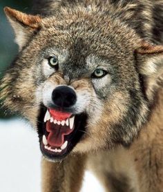 a wolf with its mouth open showing teeth