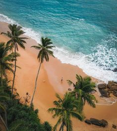 an aerial view of the beach with palm trees