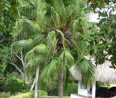 a palm tree in front of a house with grass on the ground and trees around it