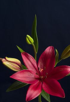 a red flower with green leaves in a vase