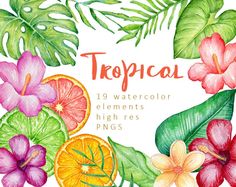 watercolor tropical flowers and leaves on a white background with the text tropical 19 watercolor elements high res pngs