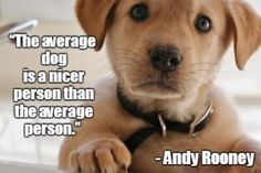 a brown puppy sitting on top of a table next to a white sink and a quote that says, the average dog is a nice person than the average person