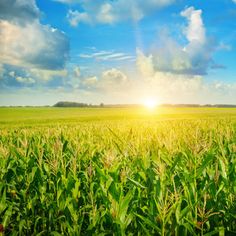 the sun shines brightly through clouds over a corn field on a bright sunny day