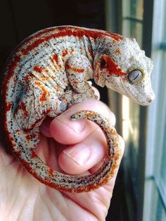 a hand holding a small gecko in it's palm