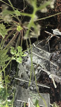 a glass sculpture sitting on top of a lush green forest filled with lots of plants