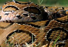 a close up of a snake on the ground