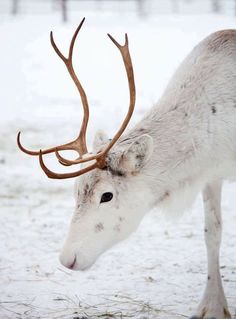 a reindeer with large antlers standing in the snow