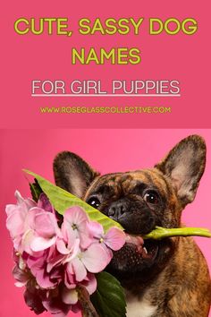 girl dog names Princess Energy, Dog Name Ideas, Vintage Baby Names, Girl Dog Names, Female Dog Names, Names Girl, Sweet Dog, Baby Name List, Sassy Girl