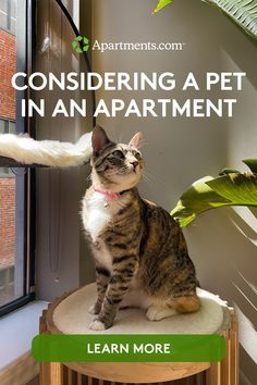 a cat sitting on top of a wooden chair next to a window with the caption considering a pet in an apartment learn more