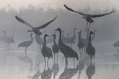 a flock of birds standing on top of a body of water