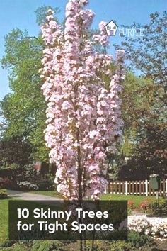 Small Trees For Garden, Trees For Front Yard, Cheap Landscaping Ideas, Small Yard Landscaping, Backyard Trees, Flowering Cherry Tree, Columnar Trees, Privacy Landscaping