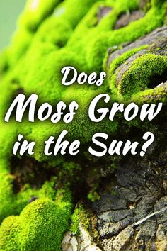 moss growing on the bark of a tree with text that reads does moss grow in the sun?