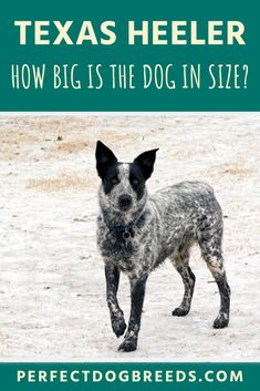 a dog standing in the snow with text that reads texas heeler how big is the dog in size?