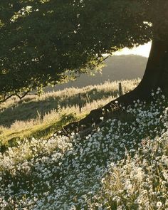 the sun shines on some wildflowers in front of a tree and fence