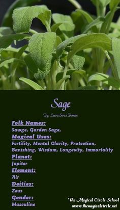 some green plants that are growing in the grass with words above them saying sage, salve garden set medical use ferti