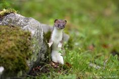 a small white and brown animal standing on top of grass next to a large rock