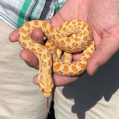 a person holding a yellow and orange snake in their hand