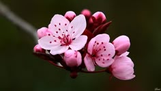 some pink flowers are blooming on a branch