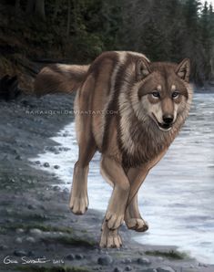 a painting of a wolf walking across a river