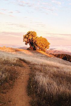 Dirt Road, A Hill, In The Mountains, A Tree, Travel Photography, Meditation, Road, Iphone, Photography