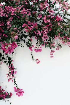 pink flowers growing on the side of a white wall