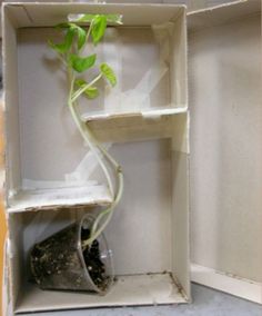 a plant is growing out of an open box