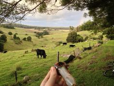 a person holding a bottle in front of a herd of cattle on a lush green hillside