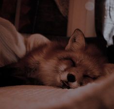 an orange fox sleeping on top of a bed