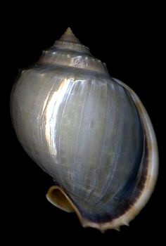 a close up of a sea shell on a black background